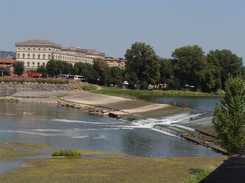 Siluro in Arno a Firenze